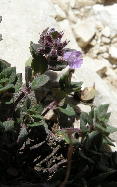 Acinos alpinus
